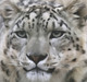 White Tiger Paintings,56Anm28,MTO_1550_15096,Artist : Community Artists Group,Mixed Media