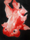 fish paintings,56Anm105,MTO_1550_15202,Artist : Community Artists Group,Mixed Media