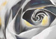 white rose paintings,rose paintings,56Flower10,MTO_1550_15771,Artist : Community Artists Group,Mixed Media