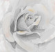 white rose paintings,rose paintings,beautiful rose paintings,56Flower08,MTO_1550_15769,Artist : Community Artists Group,Mixed Media