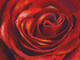 red rose paintings,valentine paintings,romance paintings,beautiful flower paintings,beautiful red rose paintings,56Flower04,MTO_1550_15765,Artist : Community Artists Group,Mixed Media