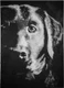 Black and white, dog, paper. ,Dog,ART_1898_15856,Artist : Ravish Choudhary,Poster Colors