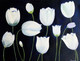 Beauty of White Poppies (ART_1232_15868) - Handpainted Art Painting - 23in X 18in