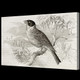 ,55Animal17,MTO_1550_16242,Artist : Community Artists Group,Mixed Media