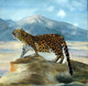 leopard, wildlife, fierce, mountain, nature, big cat,THE LEOPARD,ART_1372_21109,Artist : PRIYANKA SATARKAR,Oil