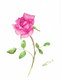 Pink Rose (ART_4123_25947) - Handpainted Art Painting - 9in X 12in