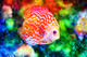 Discus Fish (PRT_502) - Canvas Art Print - 32in X 21in