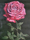 A Rose (ART_5620_32402) - Handpainted Art Painting - 11in X 14in