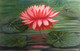 Red Lotus (ART_5738_34187) - Handpainted Art Painting - 18in X 12in
