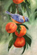 Bird (ART_6042_34959) - Handpainted Art Painting - 14in X 20in