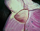 FLOWER STUDY-4 (ART_6175_36430) - Handpainted Art Painting - 18in X 14in