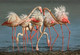 Flamingo's  (ART_6428_37074) - Handpainted Art Painting - 21in X 14in