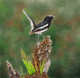 Magpie - Robin (ART_6428_37071) - Handpainted Art Painting - 14in X 13in