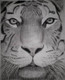FACE OF TIGER (ART_6071_37147) - Handpainted Art Painting - 18in X 23in
