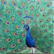 Peacock (ART_6071_35580) - Handpainted Art Painting - 27in X 27in