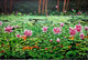 Lotus painting (ART_6706_38740) - Handpainted Art Painting - 48in X 24in