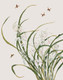Bees On Flower 2 (PRT_1423) - Canvas Art Print - 19in X 25in