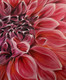 Dahlia (ART_6584_37832) - Handpainted Art Painting - 30in X 36in