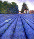 Lavender Field In Bloom,Landscape,Beauty Of Blue