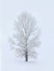 Snowscape,Snow Tree,Snow Fall