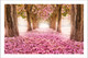 Landscape | Tunnel of Pink Flower Trees | Eco-Friendly & Odorless Canvas Print (PRT_7026_41975) - Canvas Art Print - 48in X 31in