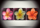 flower, flowers pink flower, orange flower, white flower, multi piece flower, blossom