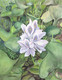 Flower with diamond (ART_5291_43207) - Handpainted Art Painting - 11in X 14in