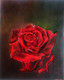 Red Rose (ART_7059_43960) - Handpainted Art Painting - 8in X 10in