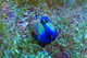 The peacock painting (ART_4772_45219) - Handpainted Art Painting - 30in X 20in