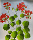 Red Geranium (ART_7255_45351) - Handpainted Art Painting - 16in X 19in