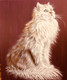The White Cat (PRT_7084_45566) - Canvas Art Print - 29in X 35in