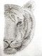Eye of the Tiger (ART_7363_47049) - Handpainted Art Painting - 8in X 12in