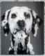 Dog,Animal,Pet Animal,Feel Sensible,Proud Dog,Balck and White Dog,Dotted Dog