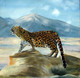 THE LEOPARD (ART_1372_48540) - Handpainted Art Painting - 24in X 24in