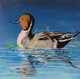 Winter Duckling (ART_7517_48988) - Handpainted Art Painting - 18in X 18in