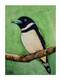 Black and Yellow Broadbill (ART_7317_49489) - Handpainted Art Painting - 5in X 7in