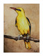 Golden Oriole (ART_7317_49486) - Handpainted Art Painting - 5in X 7in