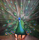 Peacock painting  (ART_6706_50460) - Handpainted Art Painting - 36in X 36in