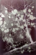 Silver tree (ART_7431_50288) - Handpainted Art Painting - 7in X 10in