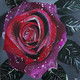 Red Rose (PRT_5839_50203) - Canvas Art Print - 24in X 24in
