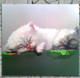 cat, kitten, little cat, little kitten, sleeping , sleeping cat, sleeping kitten, white cat, white kitten