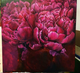 Blossom Peony  (ART_7617_50693) - Handpainted Art Painting - 24in X 36in