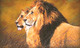 Lion with lioness painting (ART_4772_50584) - Handpainted Art Painting - 19in X 30in