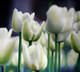 Flowers,Floral,Tulips,White Tulips Flowers,Tulips Garden,Tulips Bunch