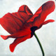 Flowers,Floral,Tulips,Red Tulip Flower,Tulips Garden
