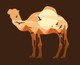 Camel (PRT_4200) - Canvas Art Print - 21in X 17in