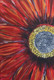 My Vermillion Flower (ART_2683_52042) - Handpainted Art Painting - 12in X 18in