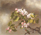 Hummingbird And Apple Blossoms Artist-Martin Johnson Heade
(PRT_4732) - Canvas Art Print - 22in X 19in