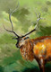 animal, animal painting, wild life, deera, deer with horns, moose, moose painting