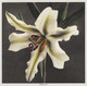 Lily, Hand‚Äìcolored Collotype From Some Japanese Flowers (1896) by Kazumasa Ogawa
(PRT_5445) - Canvas Art Print - 22in X 22in